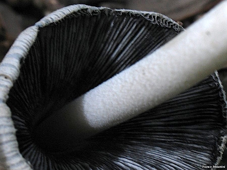 Coprinus o Coprinellus?(Coprinus sp.)